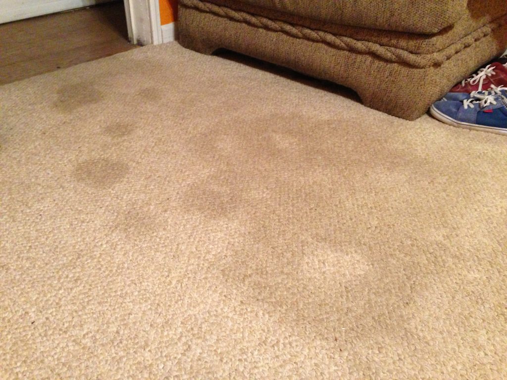 Stains From Your Carpet